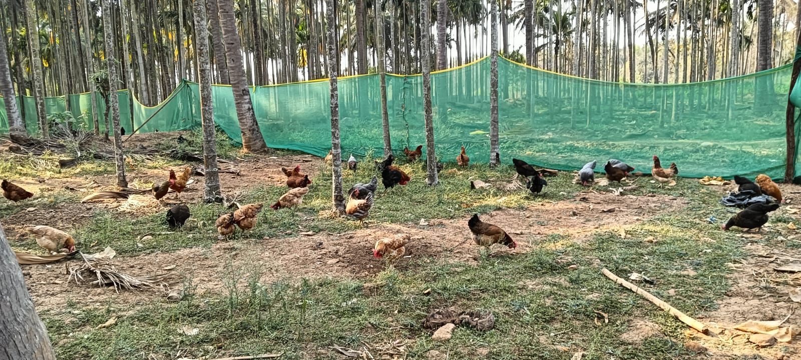 Pasture and coop