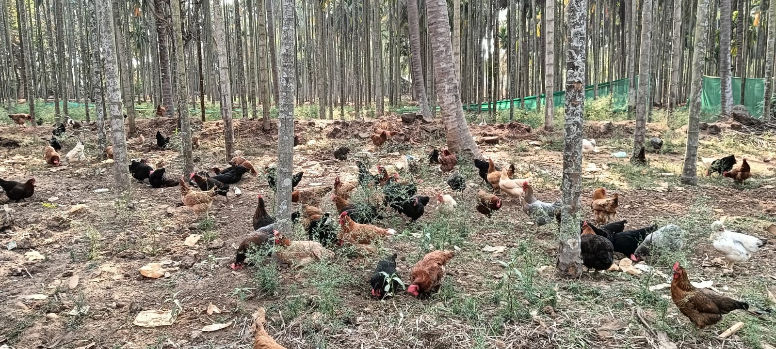 Fresh eggs