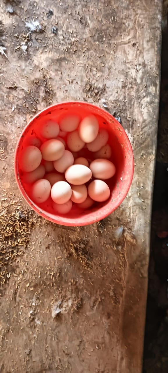 Farm hens