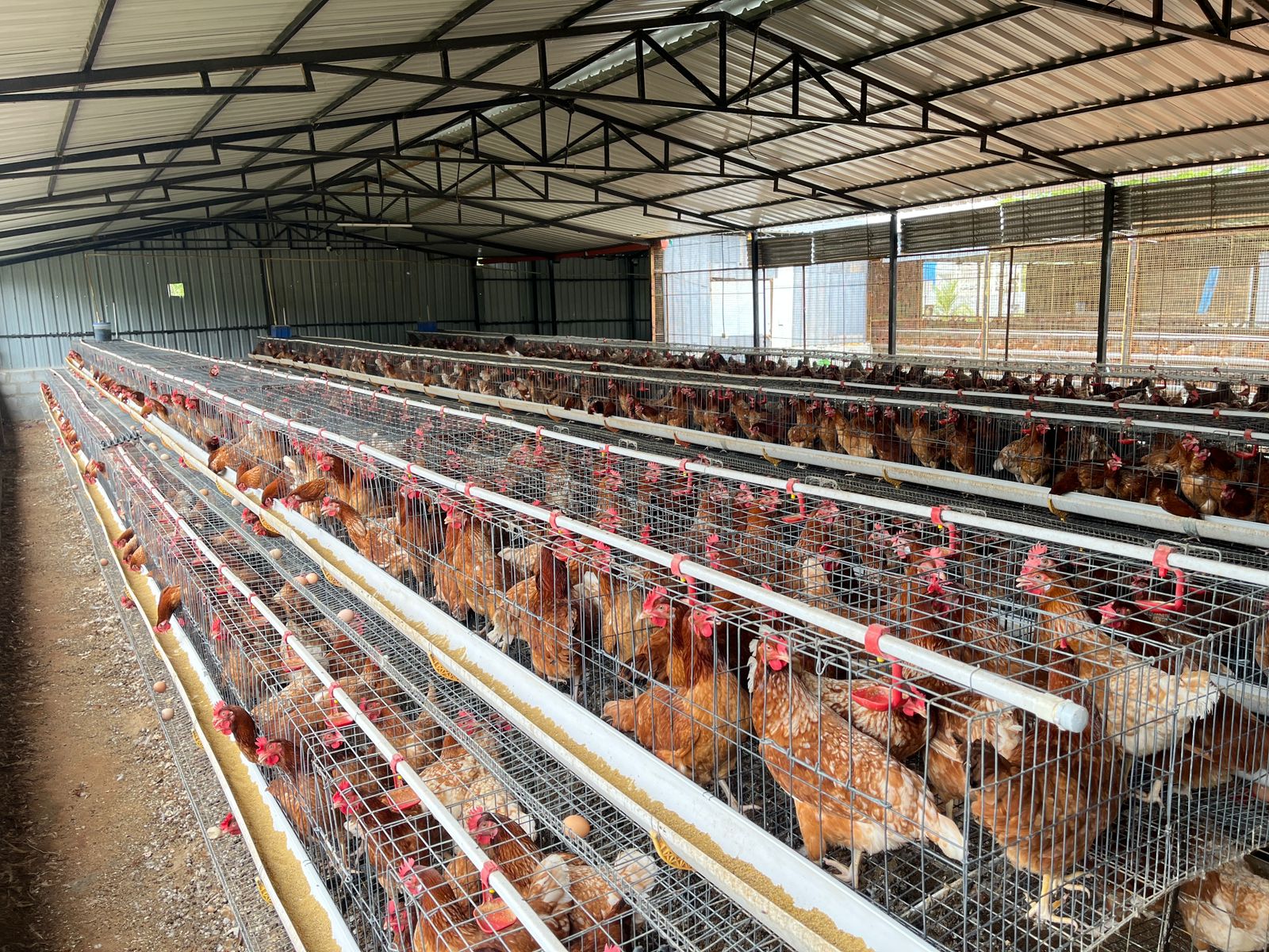 Cage system housing