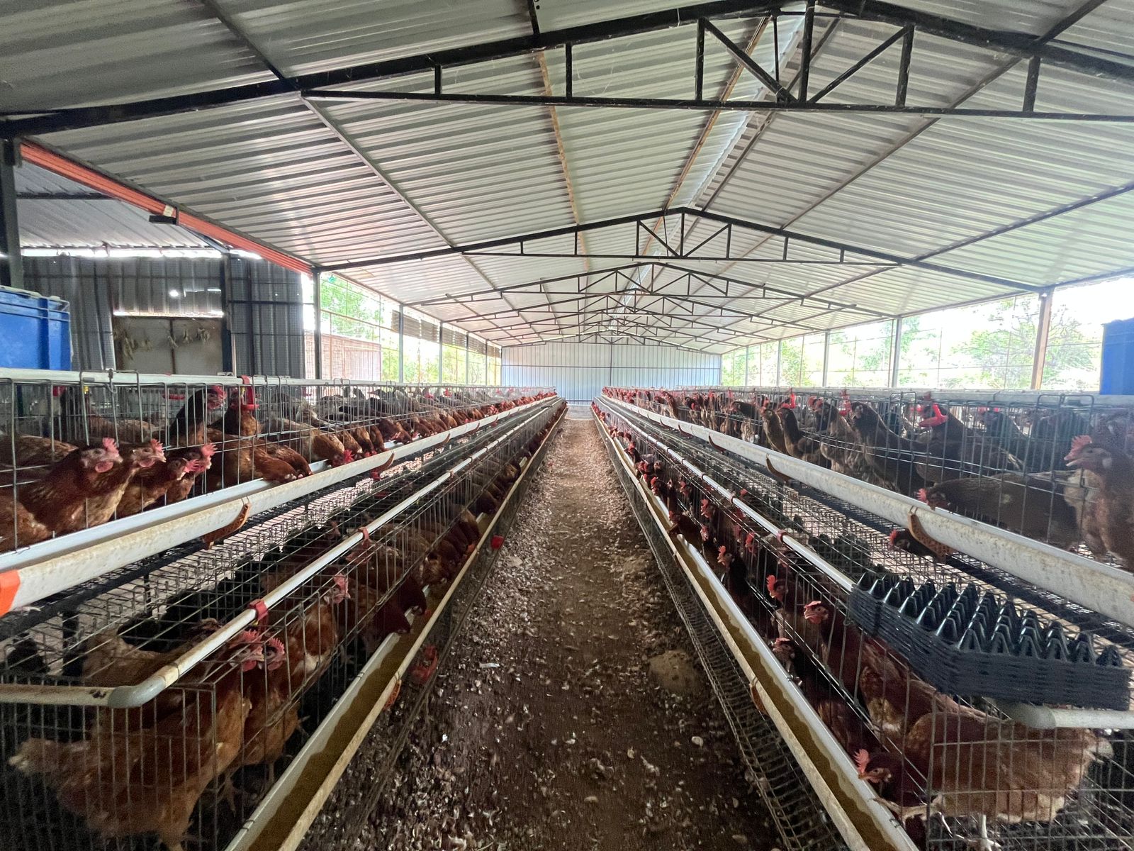 Cage system aisle