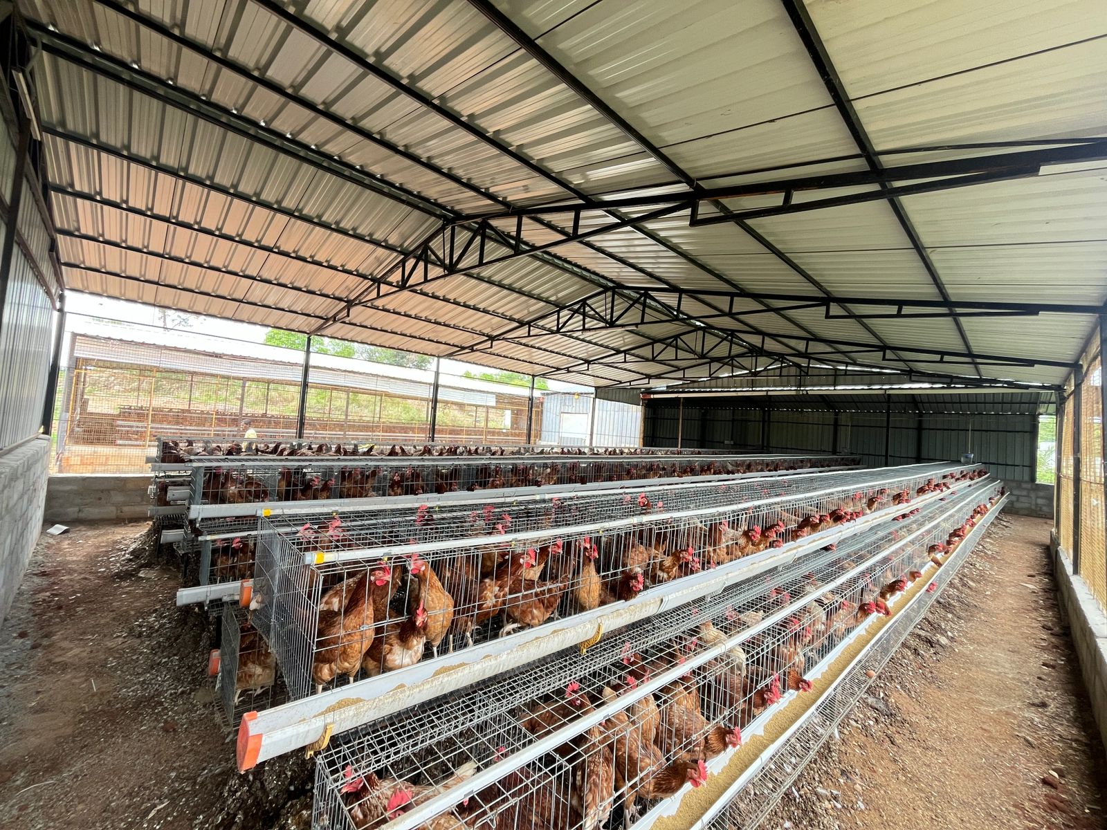 Cage system feeding line