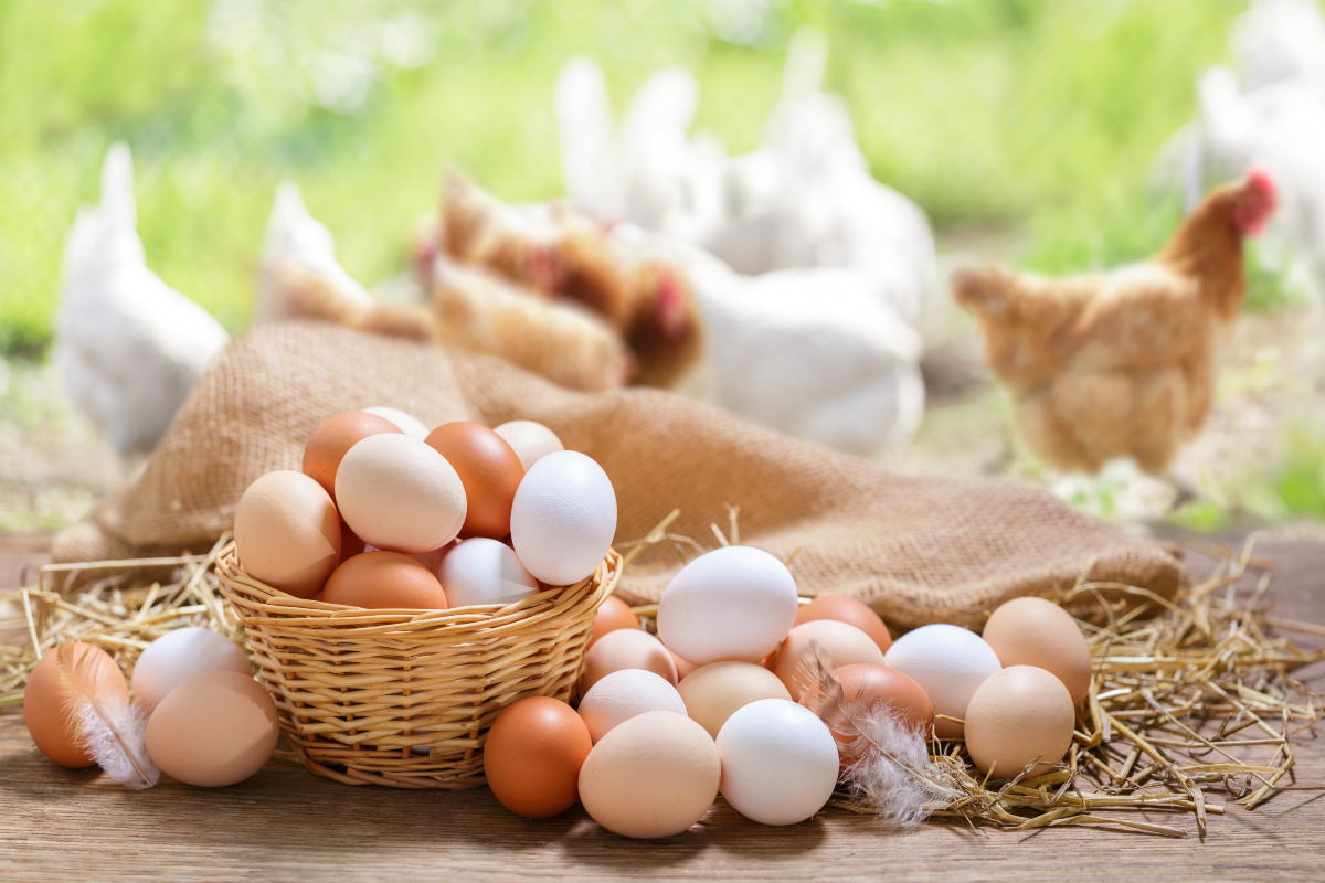 Krishnajaya farm eggs